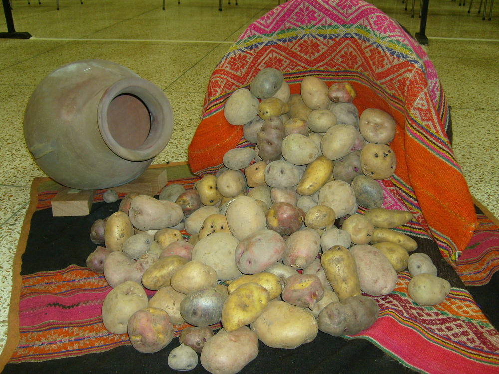 Celebramos el Día Nacional de la Papa